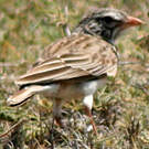 Alouette malgache