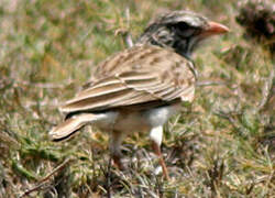 Madagascar Lark