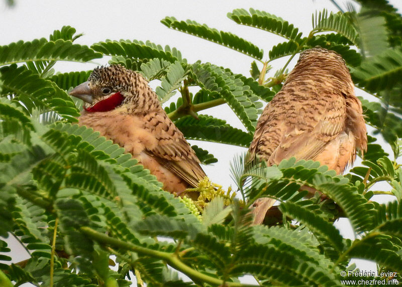 Cut-throat Finch