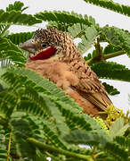 Cut-throat Finch