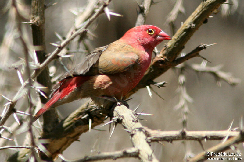 Red-billed Firefinch male adult