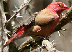 Red-billed Firefinch