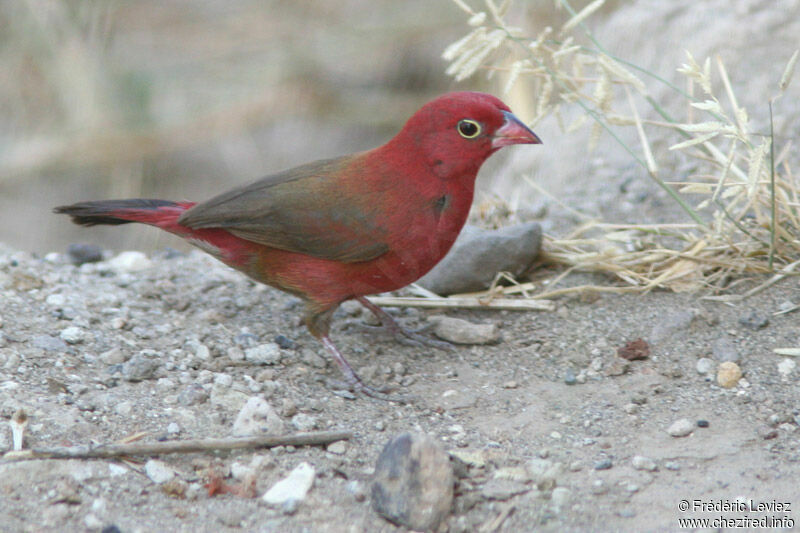 Red-billed Firefinch male adult