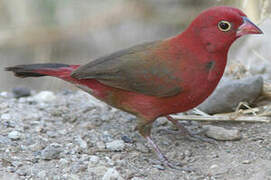 Red-billed Firefinch