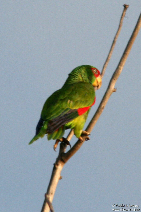 White-fronted Amazonadult