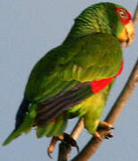 White-fronted Amazon