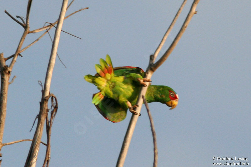 Amazone à front blancadulte