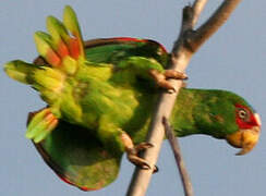 White-fronted Amazon