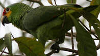 Amazone à lores rouges