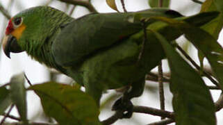 Red-lored Amazon