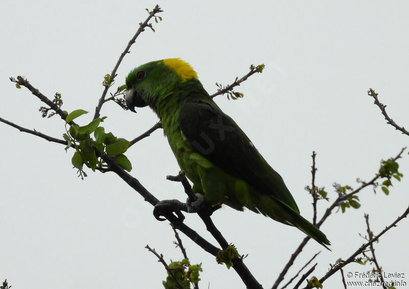 Yellow-naped Amazonadult, identification