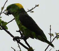 Yellow-naped Amazon