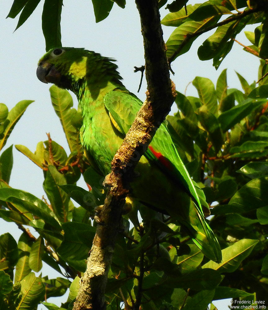 Mealy Amazonadult, identification