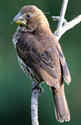 Thick-billed Weaver