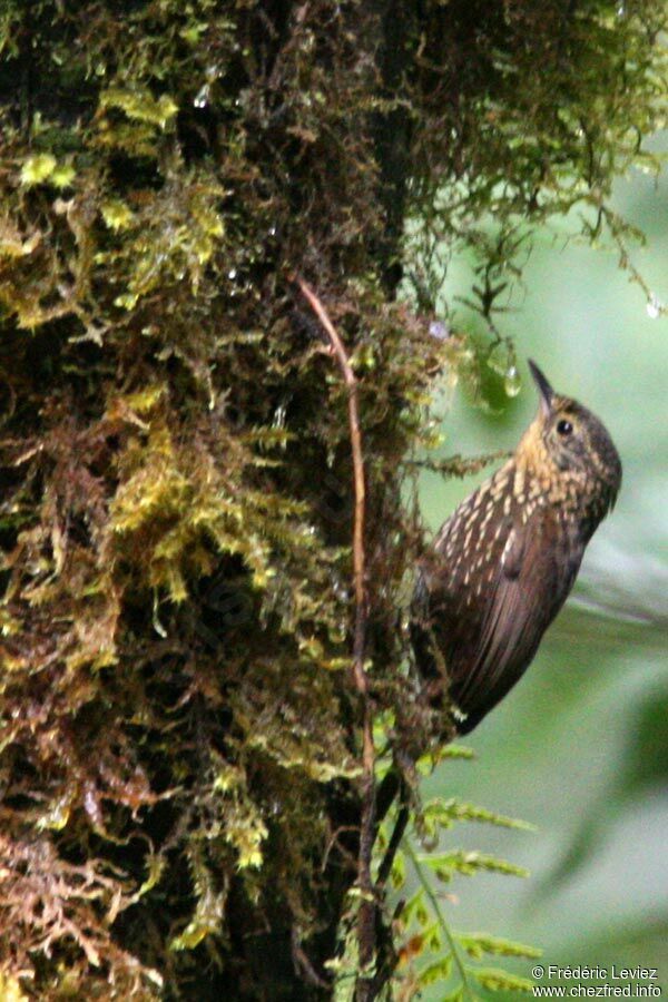 Anabasitte rousseadulte, identification