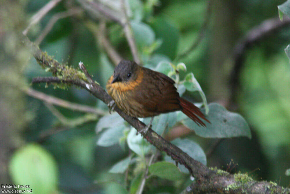 Streak-breasted Treehunteradult, identification