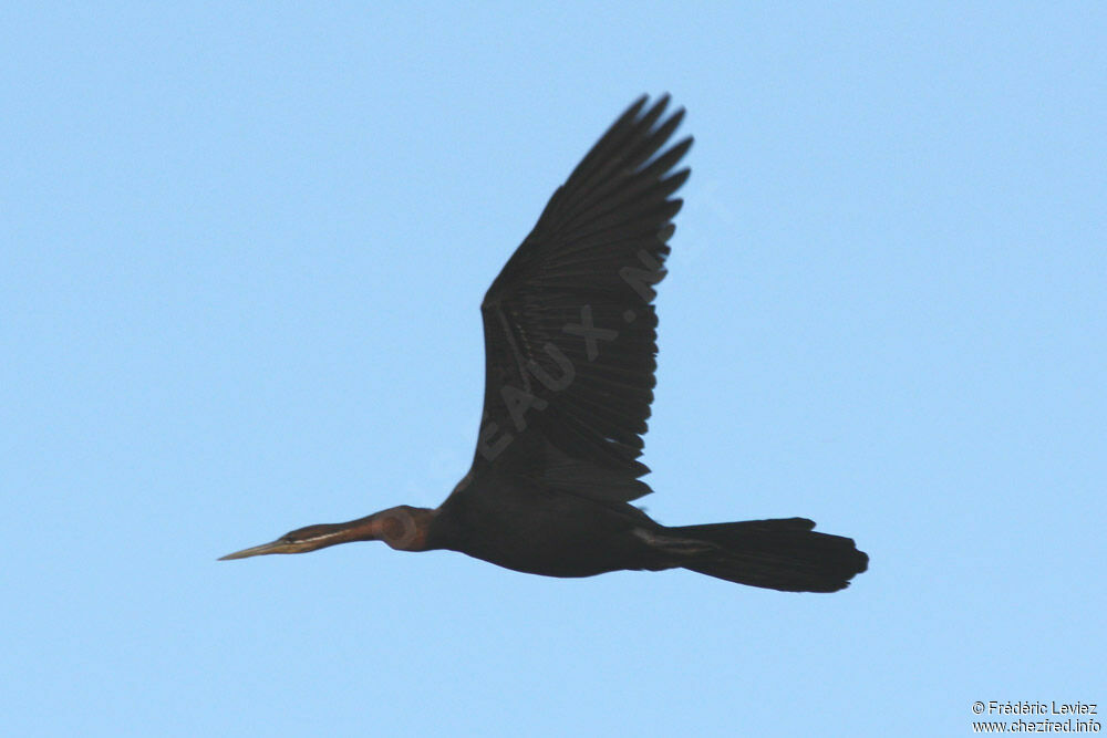 African Darter male adult, Flight