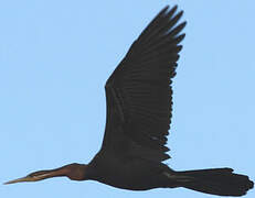 Anhinga d'Afrique