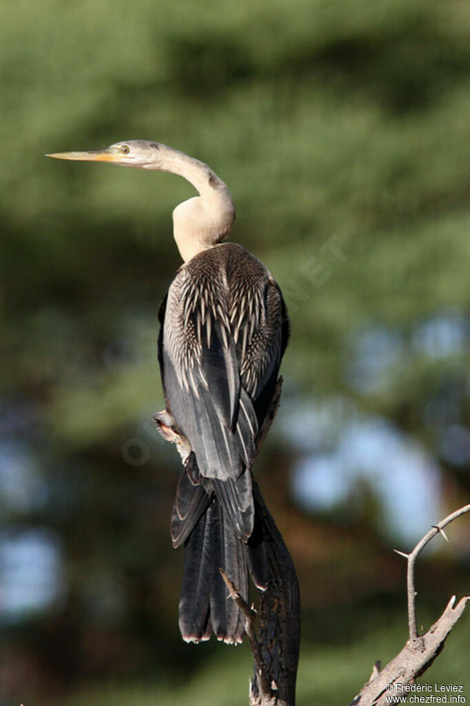 Anhinga d'Afriqueadulte