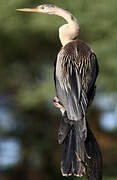 African Darter