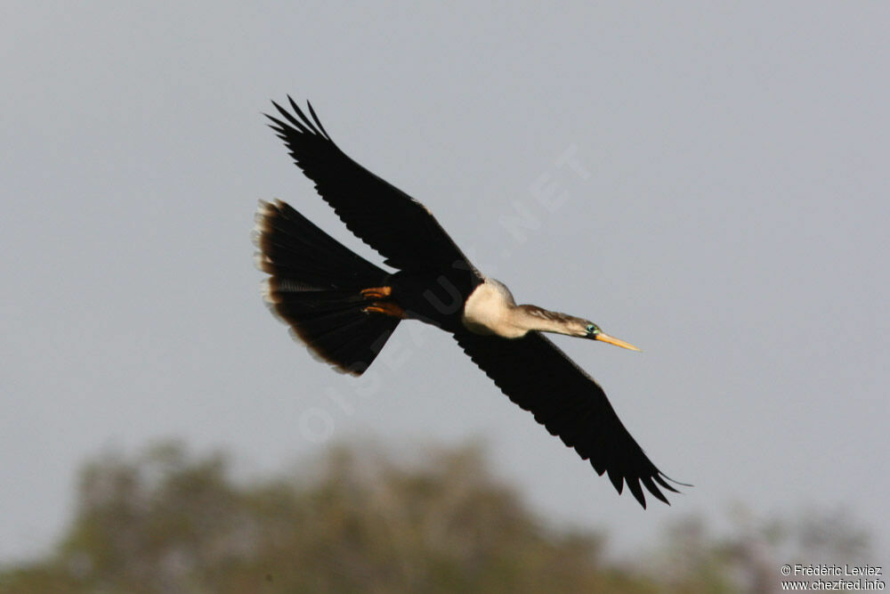 Anhinga d'Amérique femelle adulte, identification