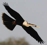 Anhinga