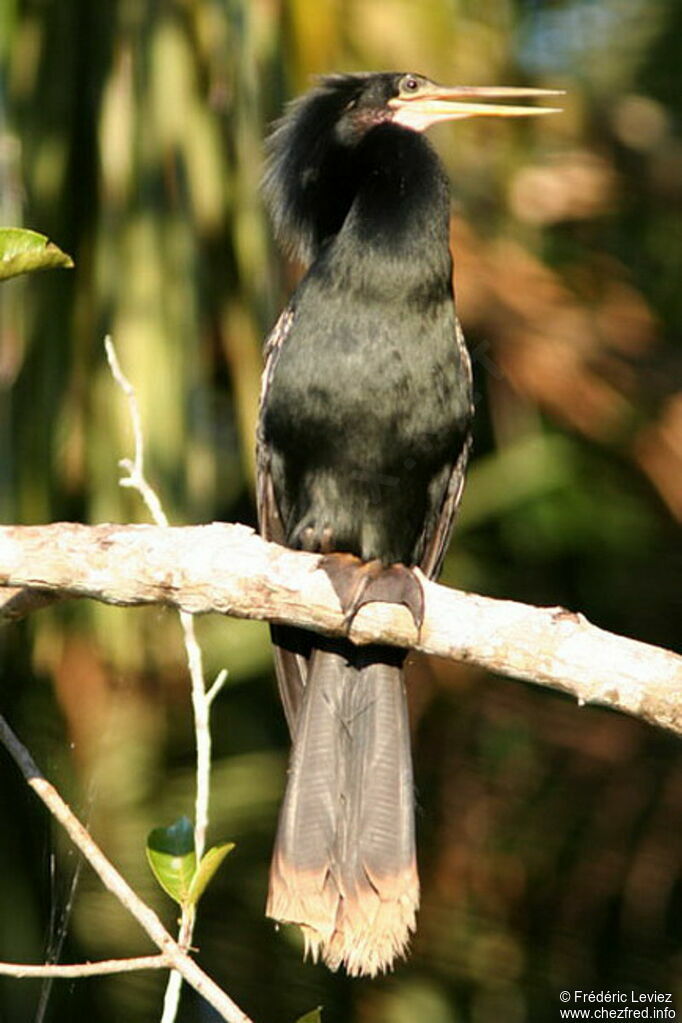 Anhinga d'Amérique mâle adulte