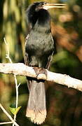 Anhinga