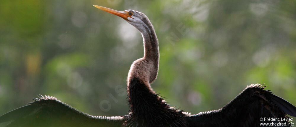 Anhinga roux, identification