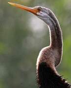 Oriental Darter