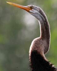 Anhinga roux