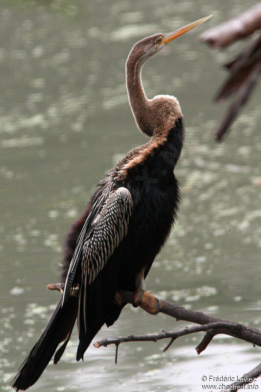 Anhinga rouxadulte, identification