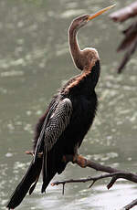 Anhinga roux