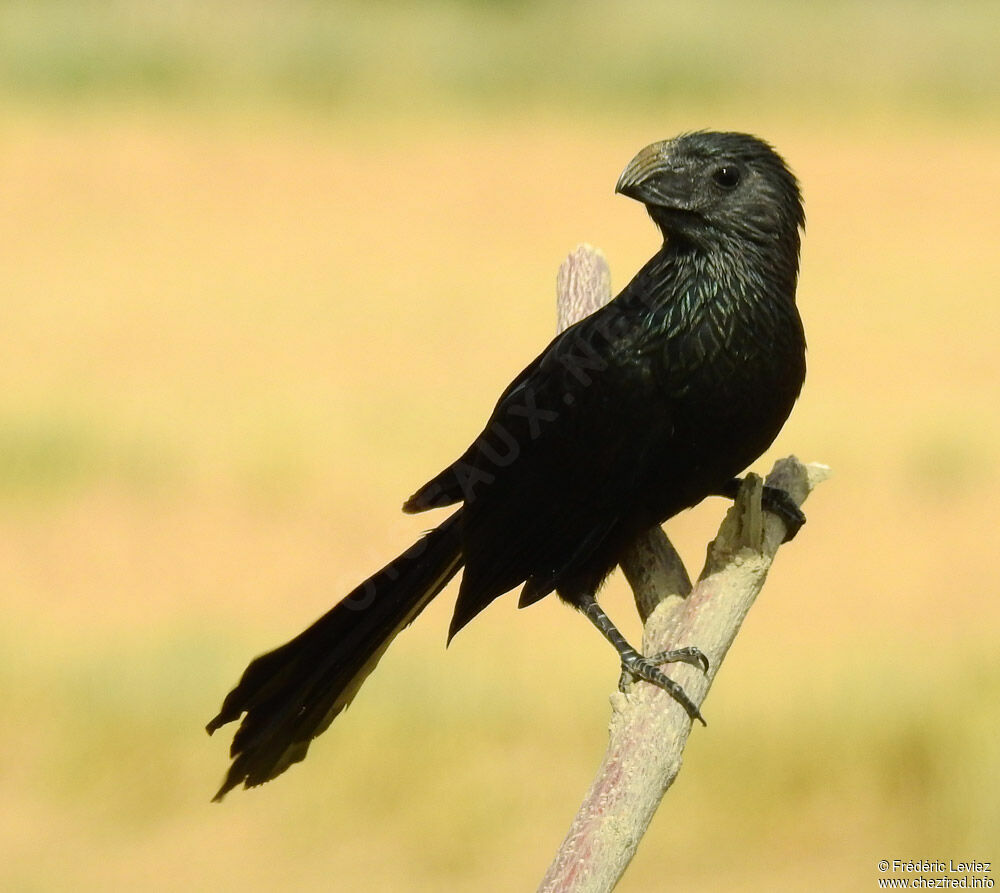 Groove-billed Aniadult, identification