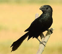 Groove-billed Ani