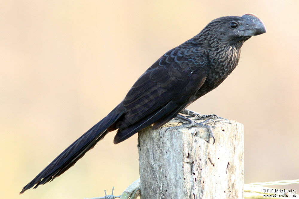 Smooth-billed Aniadult, identification