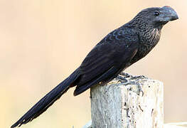 Smooth-billed Ani