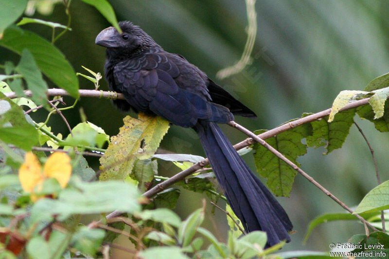 Smooth-billed Aniadult