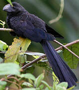 Smooth-billed Ani