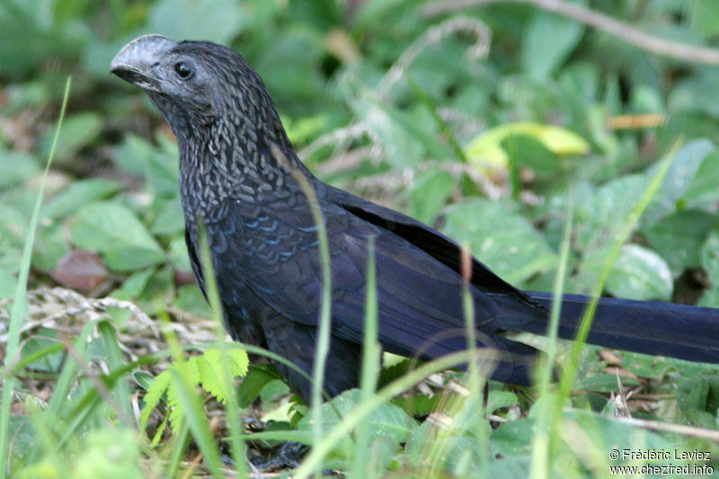 Smooth-billed Aniadult