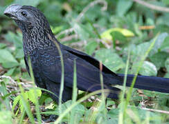 Smooth-billed Ani