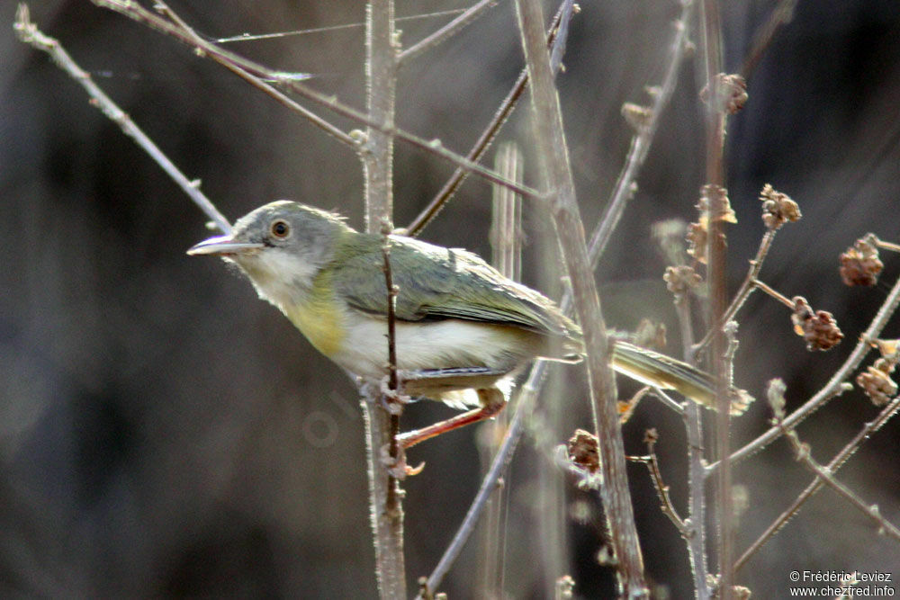 Apalis à gorge jauneadulte, identification