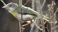 Apalis à gorge jaune