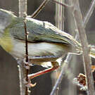 Apalis à gorge jaune