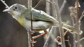 Yellow-breasted Apalis