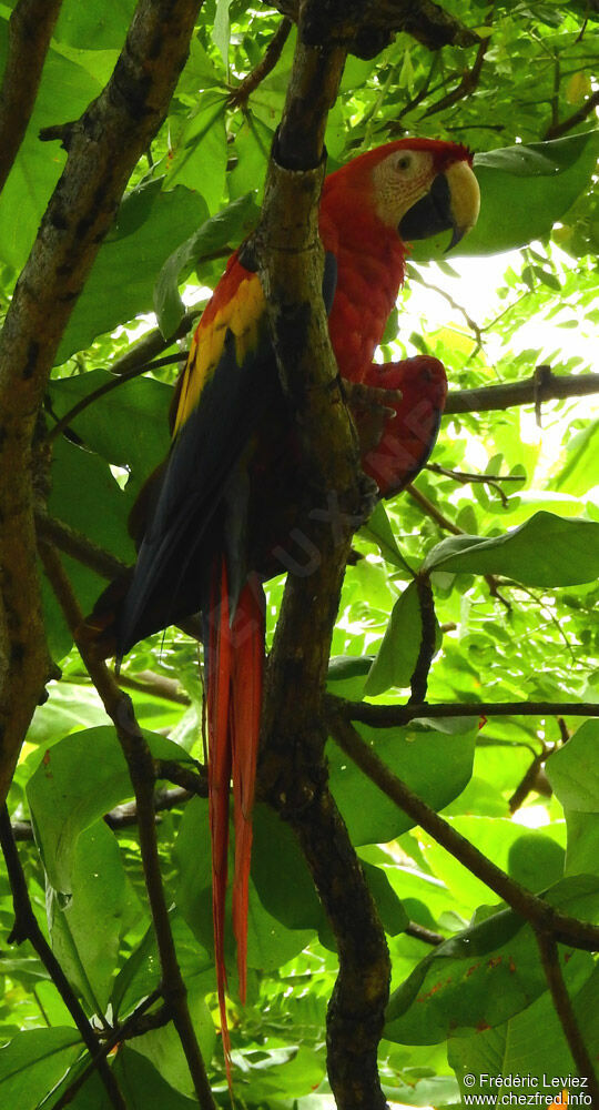 Scarlet Macawadult, identification