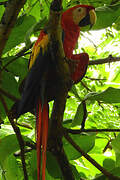 Scarlet Macaw