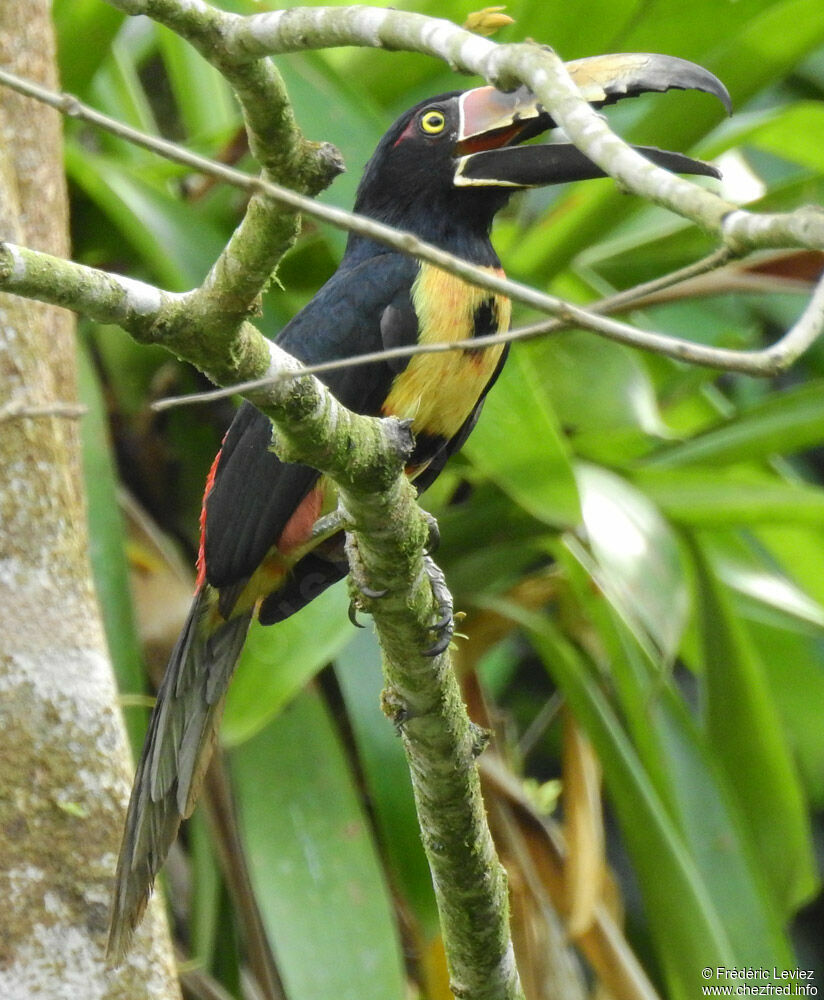 Araçari à collieradulte, identification