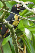 Collared Aracari