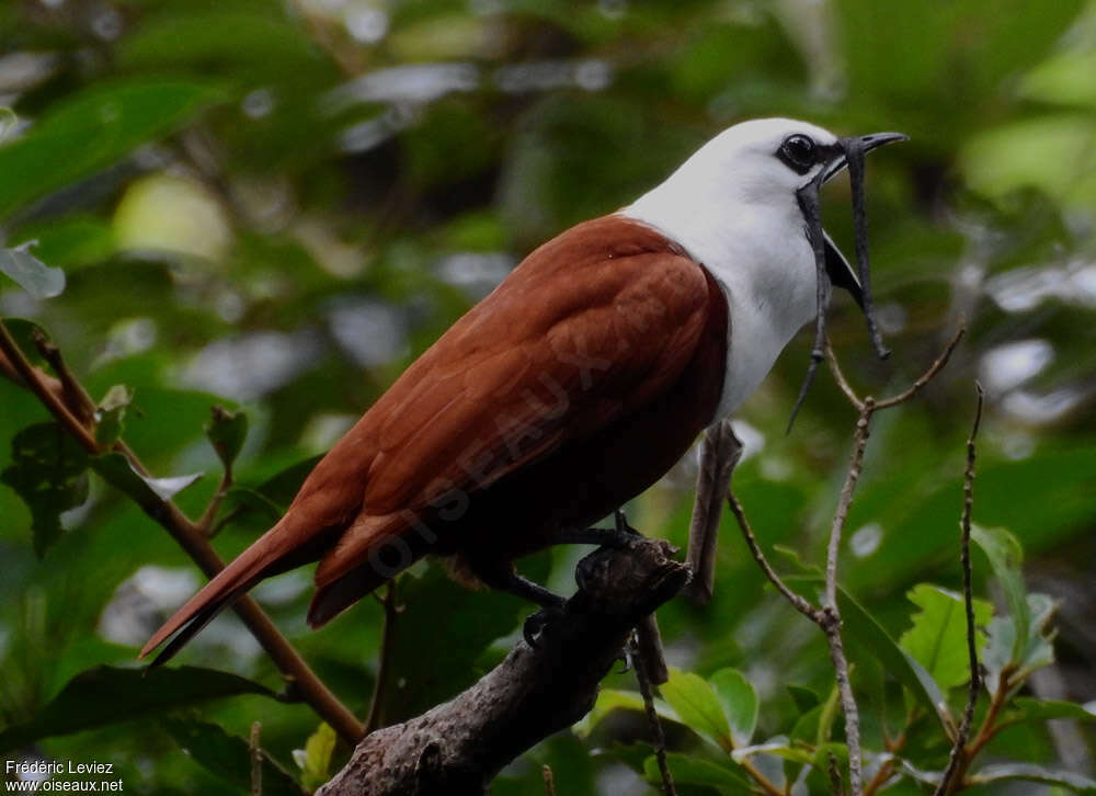 Three-wattled Bellbird male adult, identification